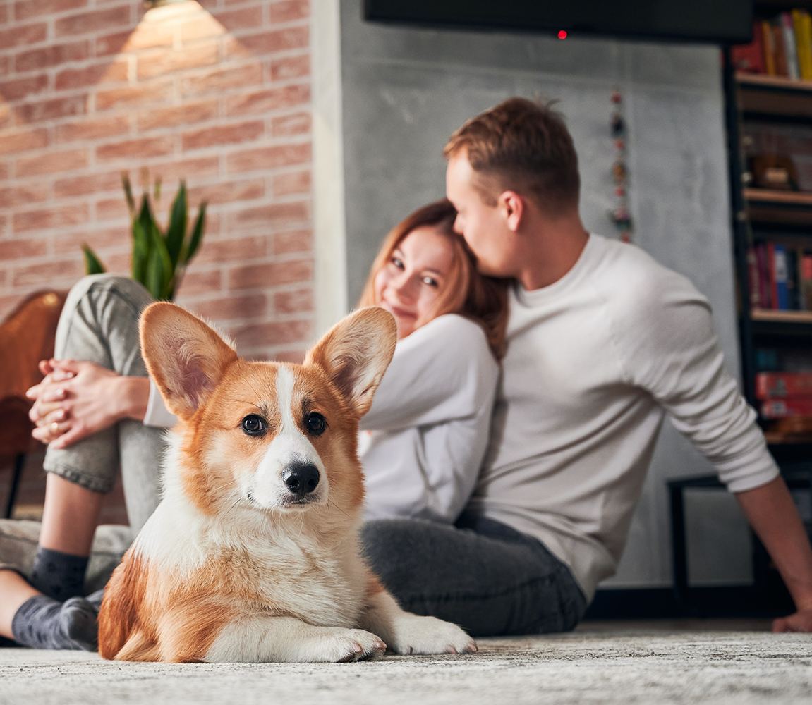 Will Renters Insurance Cover My Dog?